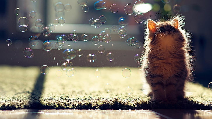 gray and black cat, cat, bubbles, Ben Torode, animals, sunlight, looking up, HD wallpaper