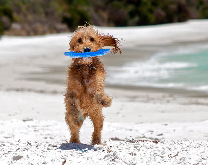 Catching The Frisbee, small wirehaired red dog, Animals, Pets, summer, nature, pet, frisbee, dog, animal, catching, beach, fun, frenchmans bay, albany, spoodle, cockapoo, summertime, HD wallpaper