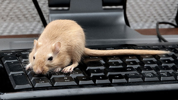 brown rat and black computer keyboard, keyboard, tail, gerbil, HD wallpaper