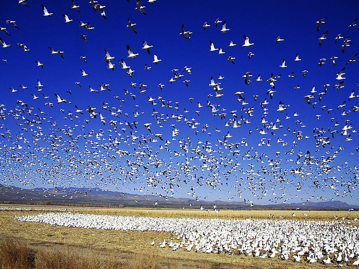 Migrating snow goose, snow, migrating, goose, animals, HD wallpaper