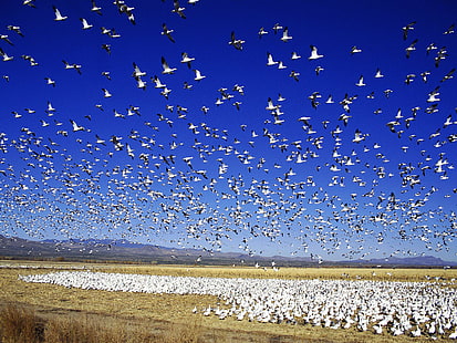 Migrating snow goose, snow, migrating, goose, animals, HD wallpaper HD wallpaper