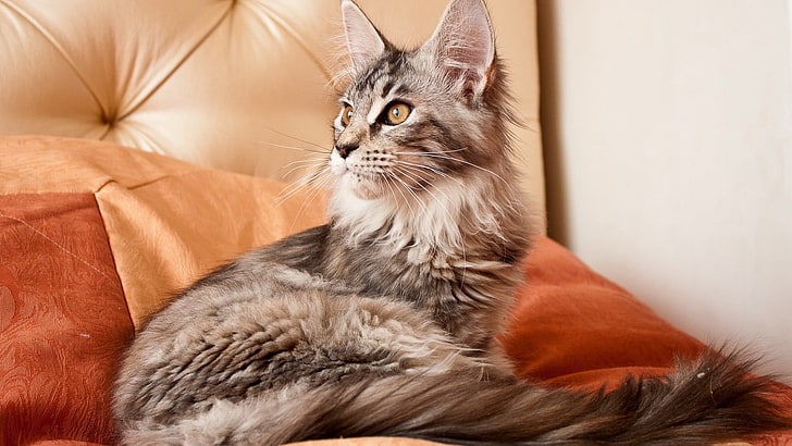 long-fur gray and black cat, cat, fluffy, color, considerate, HD wallpaper