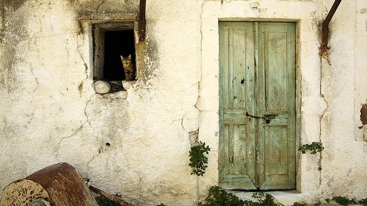 gray wooden side-by-side door, cat, barn, old, door, HD wallpaper