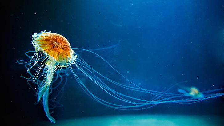 Medusa, subaquática, vida marinha, água-viva, mar, HD papel de parede