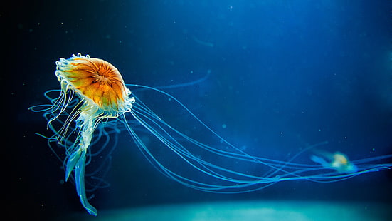 Medusa, subaquática, vida marinha, água-viva, mar, HD papel de parede HD wallpaper