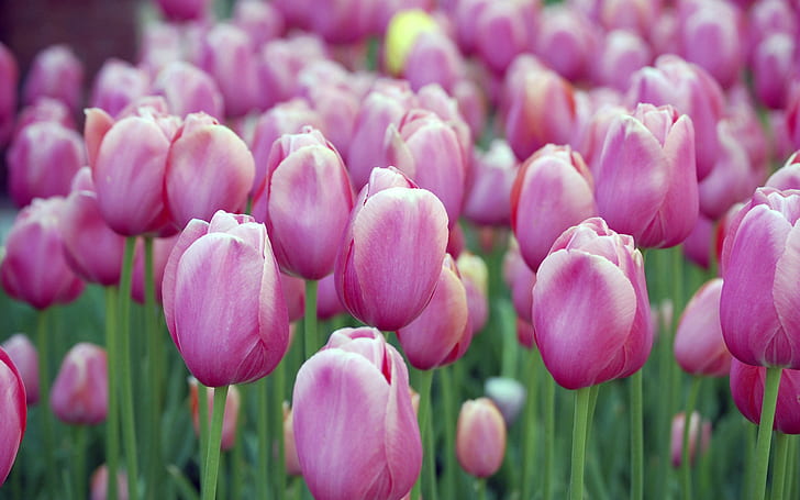 Tulipani rosa, rosa, tulipani, Sfondo HD