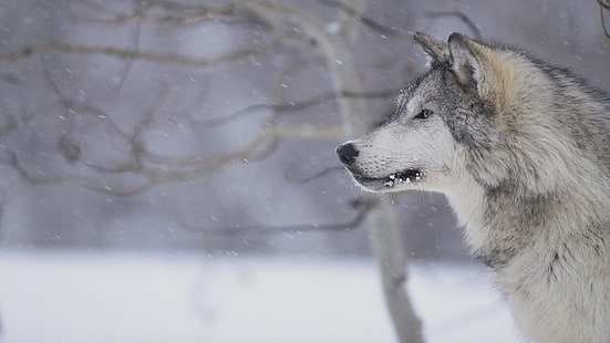 Wolf, Tiere, Schnee, Winter, Tierwelt, Wolf, Tiere, Schnee, Winter, Tierwelt, HD-Hintergrundbild HD wallpaper