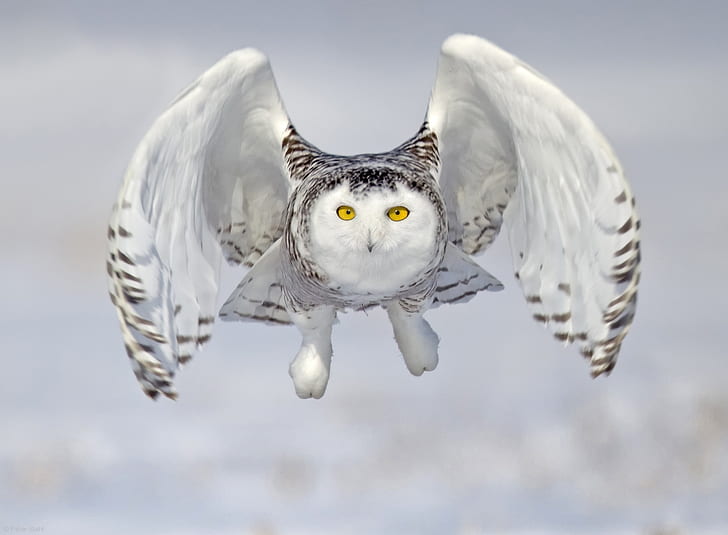 eule, vogel, flug, schneeeule, weiße eule, HD-Hintergrundbild