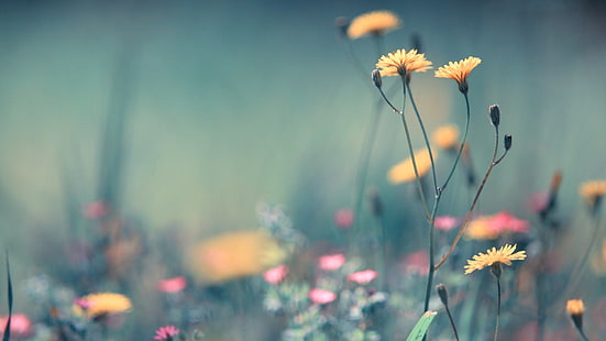 زهور بتلة صفراء ، صورة زهور متنوعة الألوان ، زهور ، عمق الحقل ، ماكرو ، نباتات، خلفية HD HD wallpaper