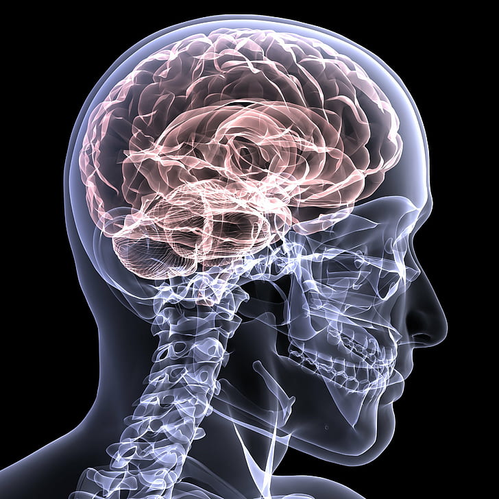 3, анатомия, мозг, д, цифровой, голова, медицинский, психоделический, луч, череп, х, рентген, HD обои