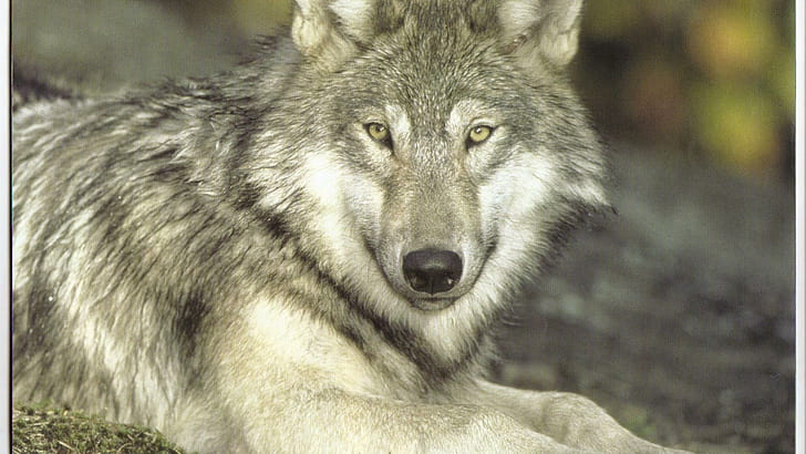 Grey Beauty, sable wolf dog, black wolf, animals, nature, grey wolf, wildlife, pups, white wolf, HD wallpaper