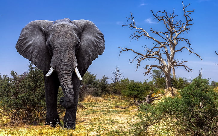 elephant, animals, wildlife, HD wallpaper