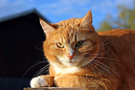gato atigrado naranja, gato, cara, gordo, mira, Fondo de pantalla HD HD wallpaper