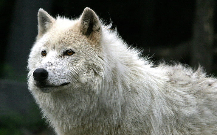 weißer Wolf, Wolf, HD-Hintergrundbild
