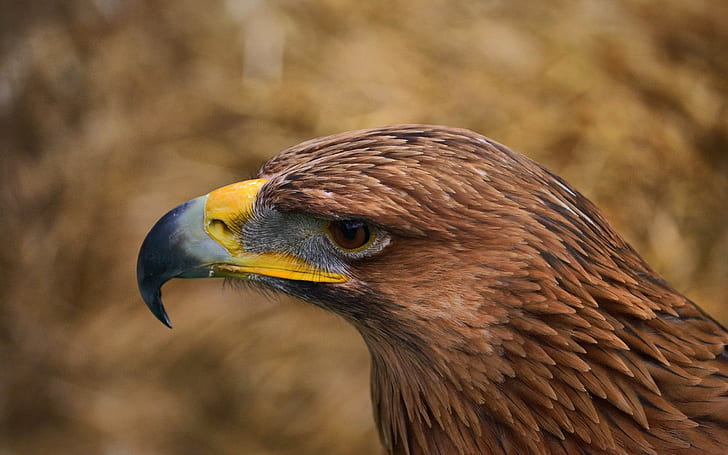 Adler, Vögel, HD-Hintergrundbild