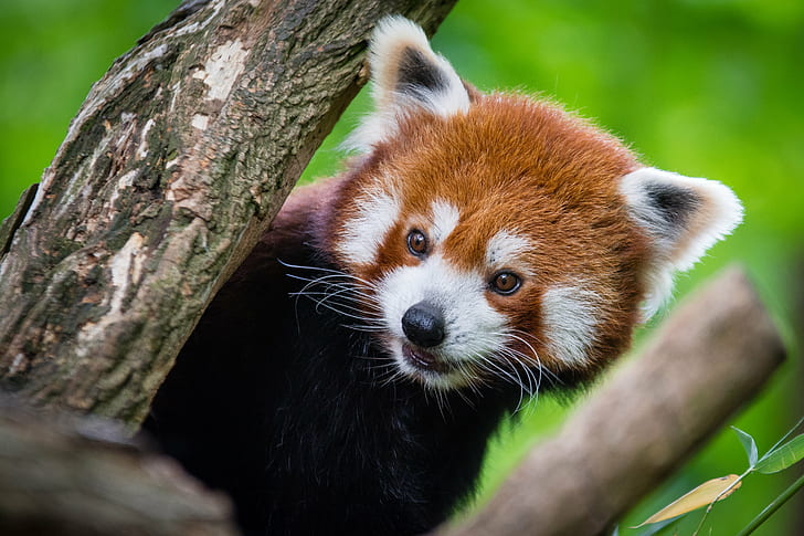 photography of red panda, Red Panda, photography, red  panda, animal, tier, roter, kleiner, nikon, bokeh, cute, adorable, sweet, süß, sueß, suess, tree, green, species, zoo, tierpark, deutschland, germany, female, young, bamboo, ears, face, tail, schwanz, nose, nase, orange, fur, high, iso, animals, nature, natur, wildlife, ailurus  fulgens, vintage, mozilla  firefox, feet, paws, paw  foot, weekend, spring, frühling, depth, depthoffield, field, blur, male, d7100, panda - Animal, mammal, bear, forest, HD wallpaper