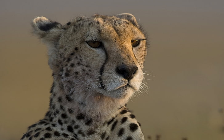 brown cheetah, leopard, muzzle, big cat, waiting, HD wallpaper