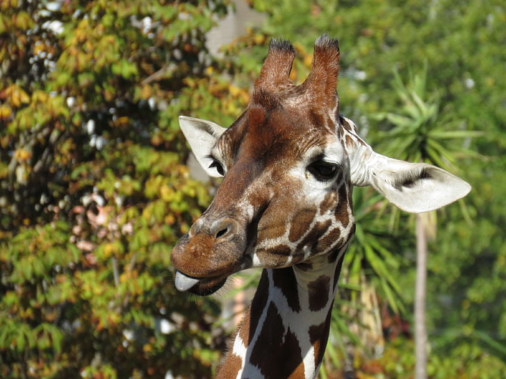 funny, giraffe, goofy, headshot, tongue, HD wallpaper