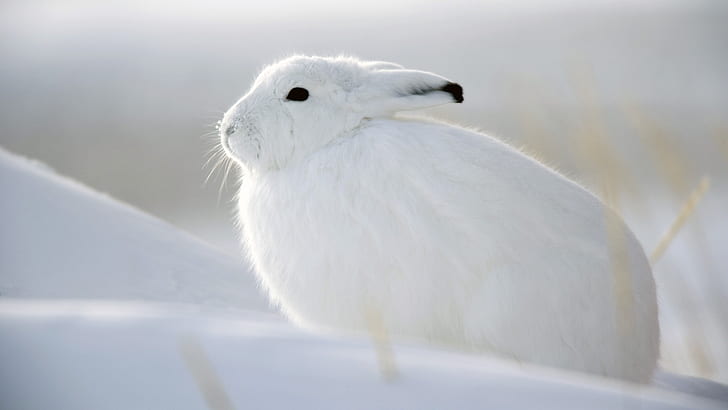 Animal, Arctic Hare, Rabbit, HD wallpaper