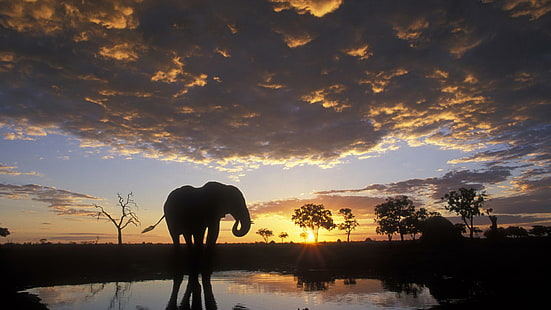 Éléphant au soleil couchant, éléphant, animaux, Fond d'écran HD HD wallpaper