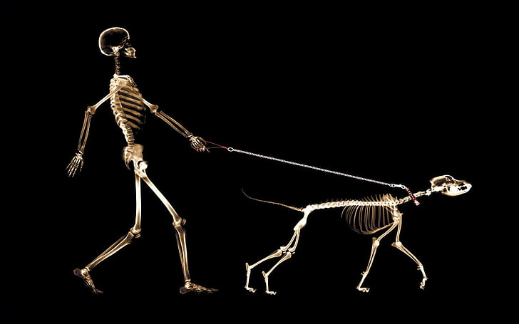 x-rays, skeleton, dog, people, HD wallpaper