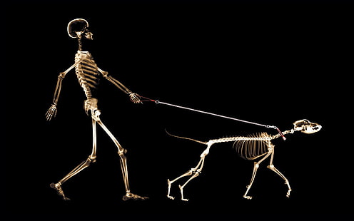 рентгенови лъчи, скелет, куче, хора, HD тапет HD wallpaper
