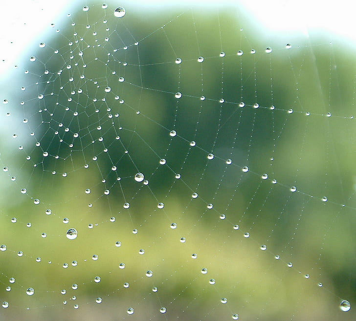 close up photo of spider web, Wet, close up, photo, www, dew, top, f50, nature, spider Web, drop, spider, close-up, backgrounds, HD wallpaper