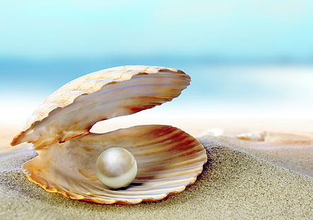 pearl in shell, sand, sea, beach, shell, shore, seashell, pearl, perl, HD wallpaper HD wallpaper