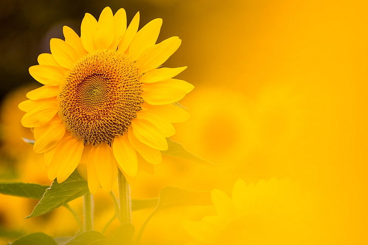 alam, latar belakang, bunga matahari, Wallpaper HD
