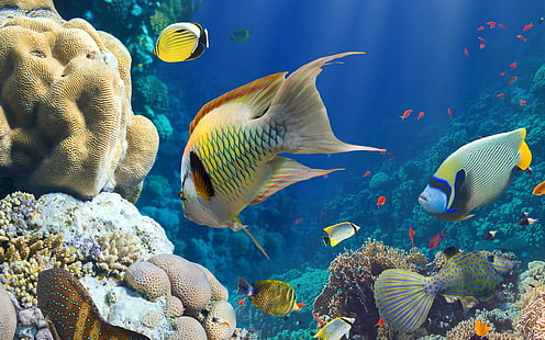 Fish, sea, underwater, coral reef, Fish, Sea, Underwater, Coral, Reef, HD wallpaper HD wallpaper