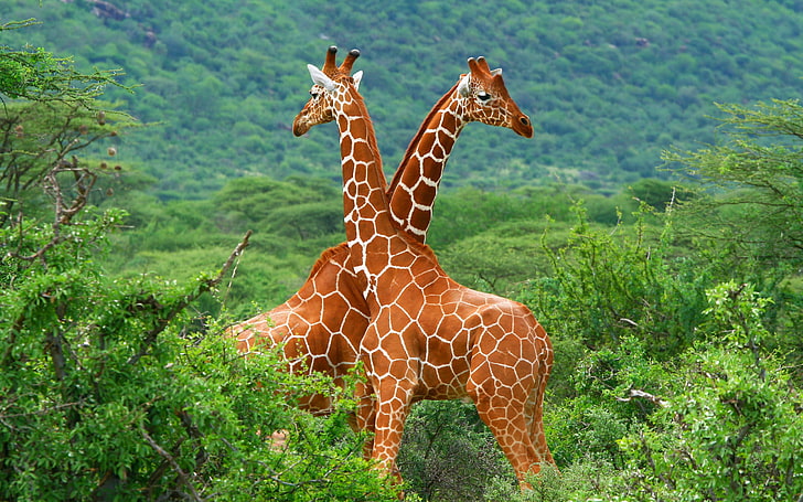 два коричневых жирафа, жирафы, животные, лес, HD обои