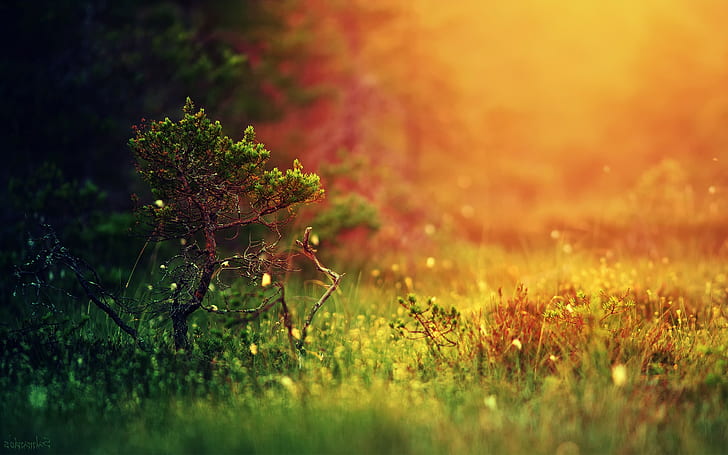 Blurred, Colorful, Depth Of Field, grass, landscape, nature, Simple Background, Trees, HD wallpaper