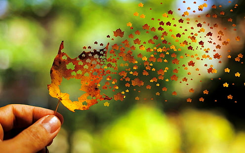 musim gugur, daun, latar belakang, angin, layar lebar, suasana hati, tangan, blur, cantik, daun, layar penuh, s, layar penuh, Wallpaper HD HD wallpaper