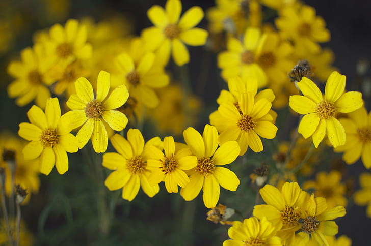 close up photo of yellow petaled flowers, DSC, close up, photo, yellow, flowers, Nature, Santa Barbara, UCSB, flower, plant, summer, springtime, petal, HD wallpaper