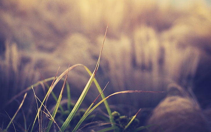 Makro, Gras, HD-Hintergrundbild