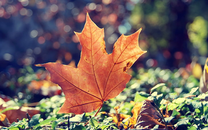 musim gugur, rumput, matahari, cahaya, lembaran, kering, maple, Wallpaper HD