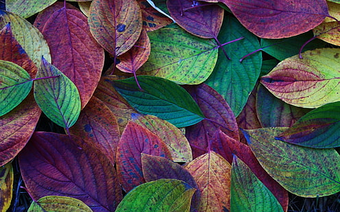 Есен, листа, зелено, лилаво, червено, есен, листа, зелено, лилаво, червено, HD тапет HD wallpaper