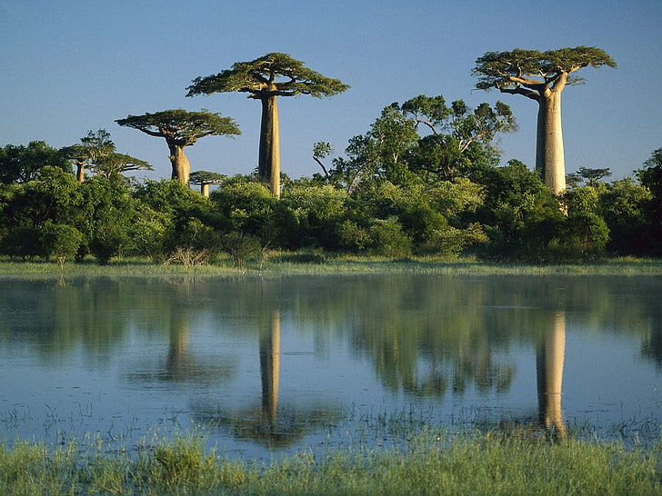 الأوراق الخضراء شجرة، الأشجار، الباوباب، مدغشقر، المياه، الساحل، خلفية HD