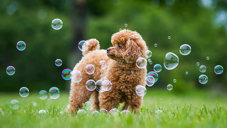 red toy poodle puppy, greens, summer, grass, dog, bubbles, Poodle, HD wallpaper