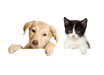 малыш, кошки, собаки, котенок, щенок, HD обои HD wallpaper