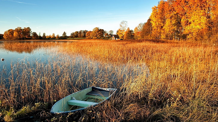 сива и бяла редова лодка, гребна лодка, вода, есен, пейзаж, изоставен, лодка, тръстика, езеро, HD тапет