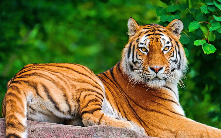Tiger's authority, Tiger, Authority, HD wallpaper | Wallpaperbetter