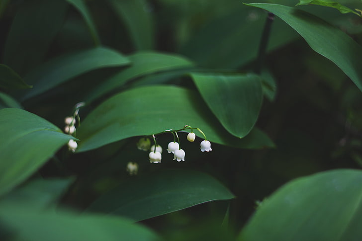 white lily of valley flowers, lily of the valley, flowers, leaves, HD wallpaper