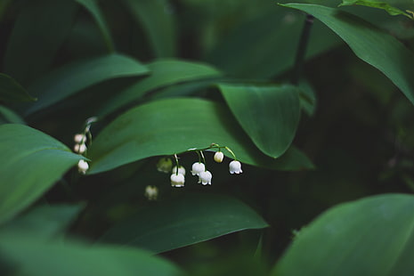 weiße Maiglöckchen Blumen, Maiglöckchen, Blumen, Blätter, HD-Hintergrundbild HD wallpaper