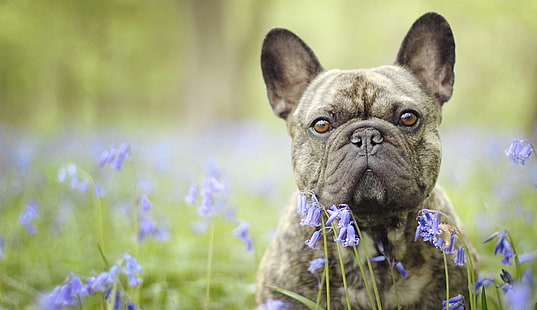 French bulldog face, fawn and black boston terrier, eyes, flowers, face, bokeh, bells, dog, French bulldog, bulldog, HD wallpaper HD wallpaper