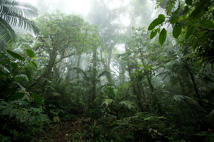 natureza, selva, tropical, névoa, verde, HD papel de parede