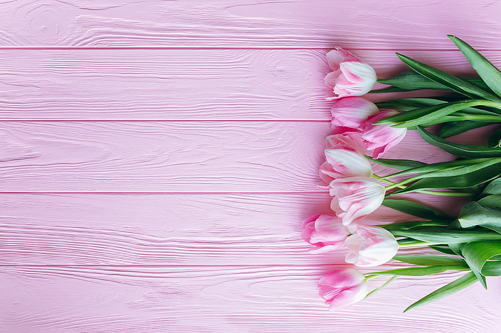 Tulipanes HD fondos de pantalla descarga gratuita | Wallpaperbetter