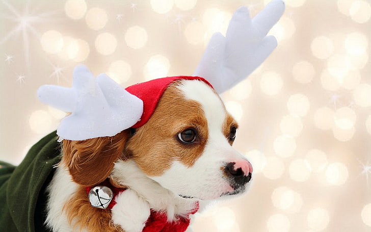 white and red Cavalier King Charles spaniel puppy, dog, costume, deer, face, colorful, HD wallpaper