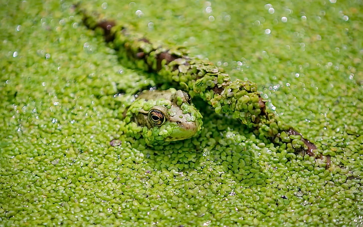 nature, green, frog, amphibian, HD wallpaper