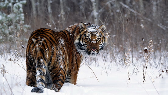 harimau hitam dan coklat, harimau, salju, binatang, melihat ke belakang, kucing besar, Wallpaper HD HD wallpaper